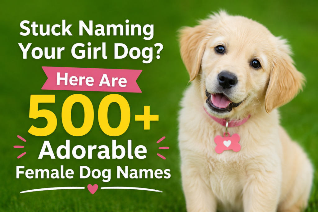 Cute female Golden Retriever puppy sitting on a green background with the text "Stuck Naming Your Girl Dog? Here Are 500+ Adorable Female Dog Names" promoting a list of female dog name ideas.